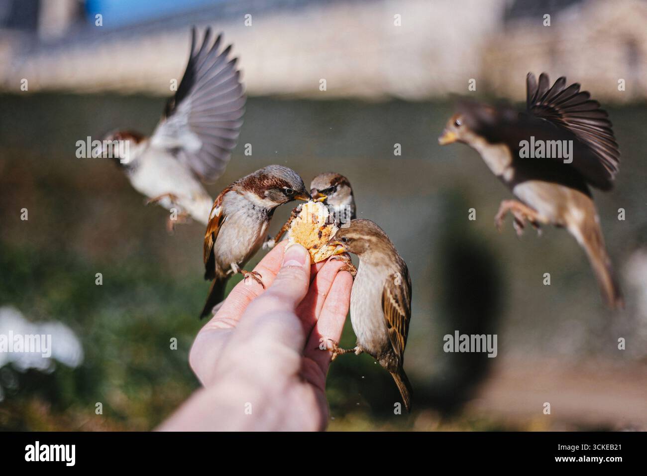 Passeri che mangiano biscotti dalle mani di una persona, appollaiati sulle dita in un momento intimo di alimentazione della fauna selvatica. Foto Stock