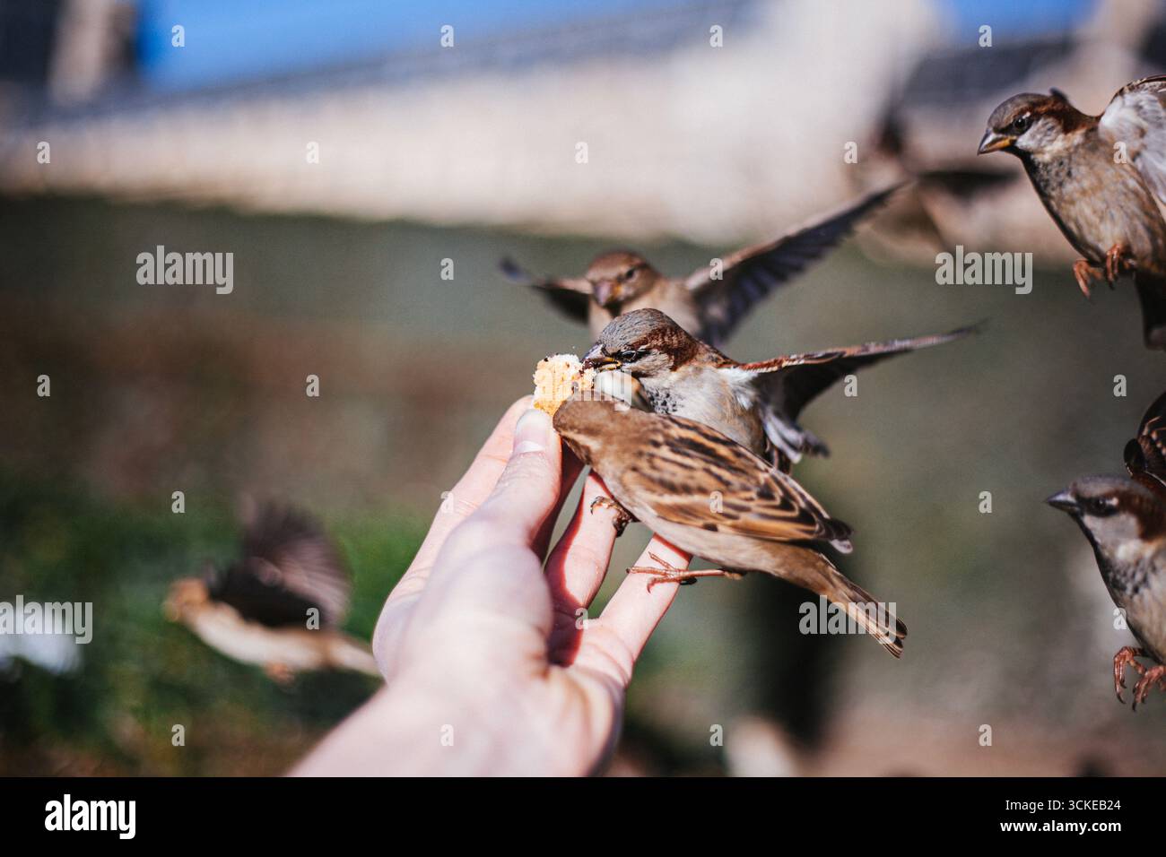 Passeri che mangiano biscotti dalle mani di una persona, appollaiati sulle dita in un momento intimo di alimentazione della fauna selvatica. Foto Stock
