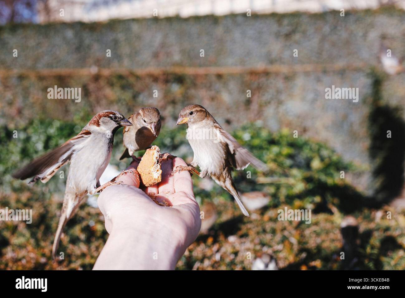 Passeri che mangiano biscotti dalle mani di una persona, appollaiati sulle dita in un momento intimo di alimentazione della fauna selvatica. Foto Stock