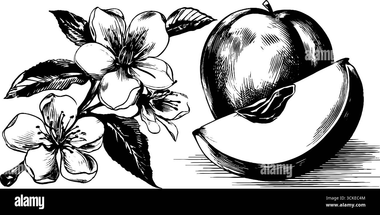 Illustrazione incisa di pesca matura con fiori per un design retrò. Illustrazione Vettoriale