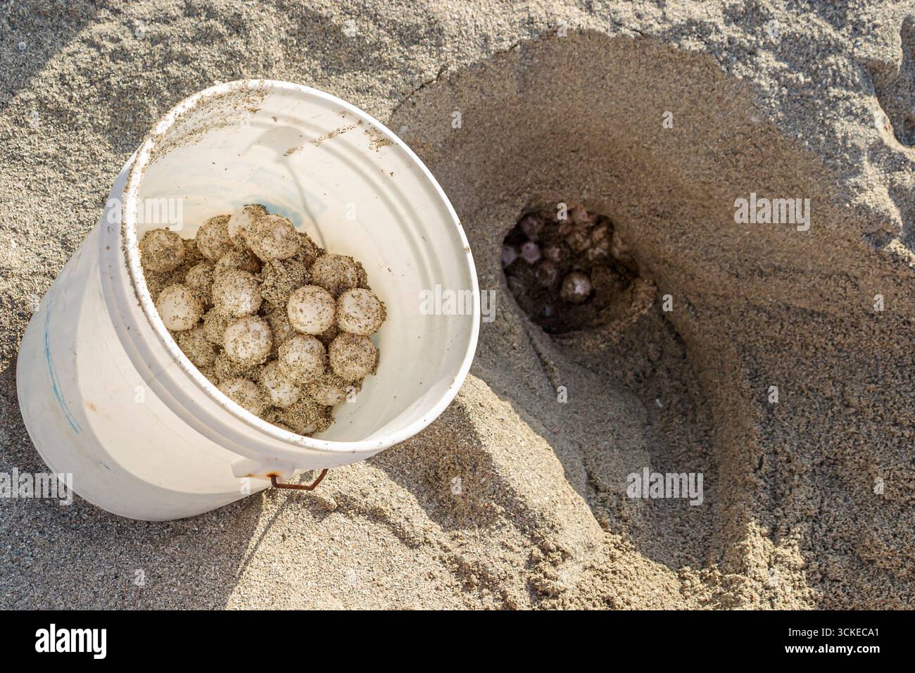 Miami Beach Florida, secchio contiene uova di tartaruga marina di testa di loggerhead, vicino al nido occupato spiaggia di sabbia pubblica, Foto Stock