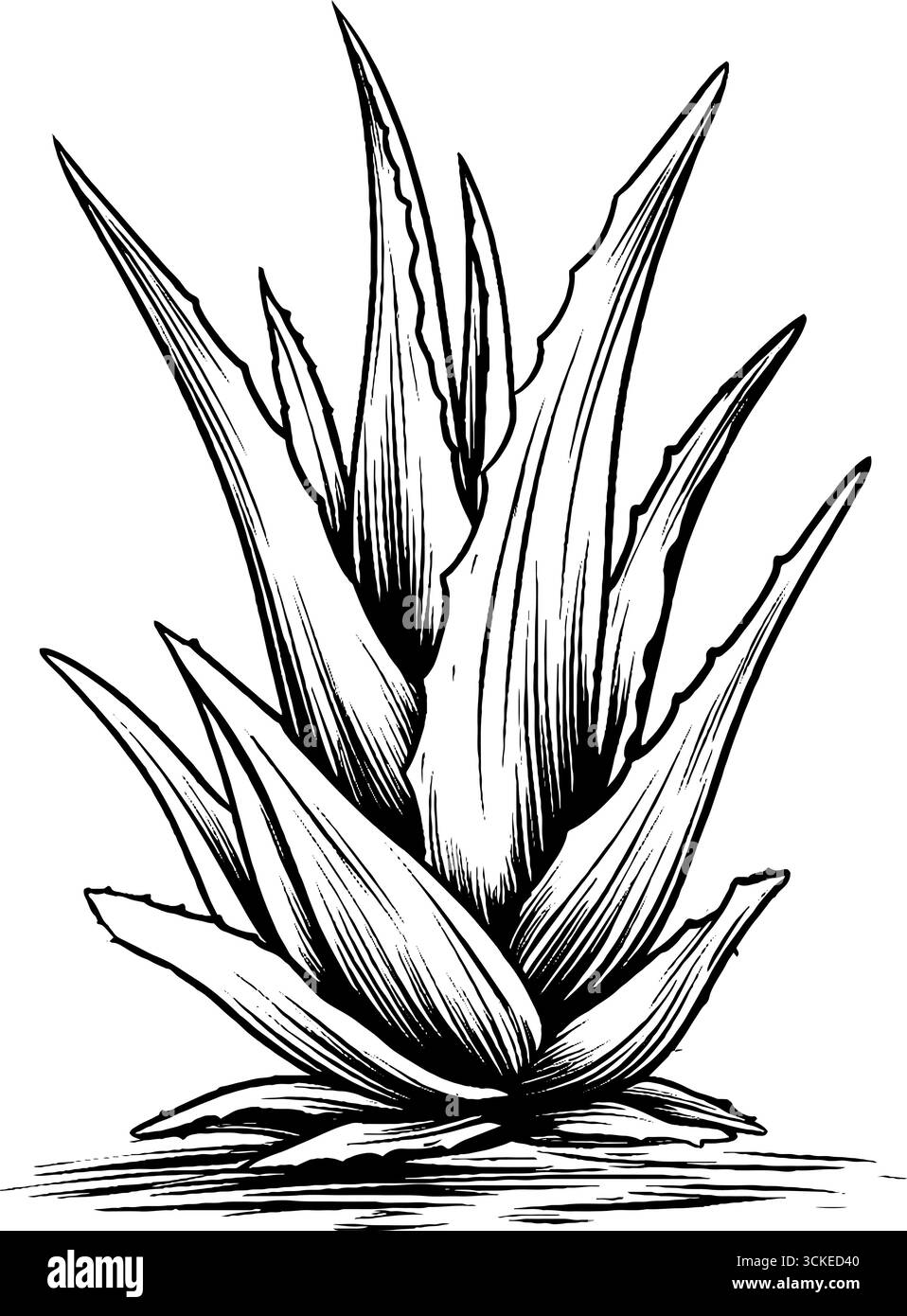 Design d'incisione vintage di aloe vera per l'arte botanica e rimedi naturali. Illustrazione Vettoriale