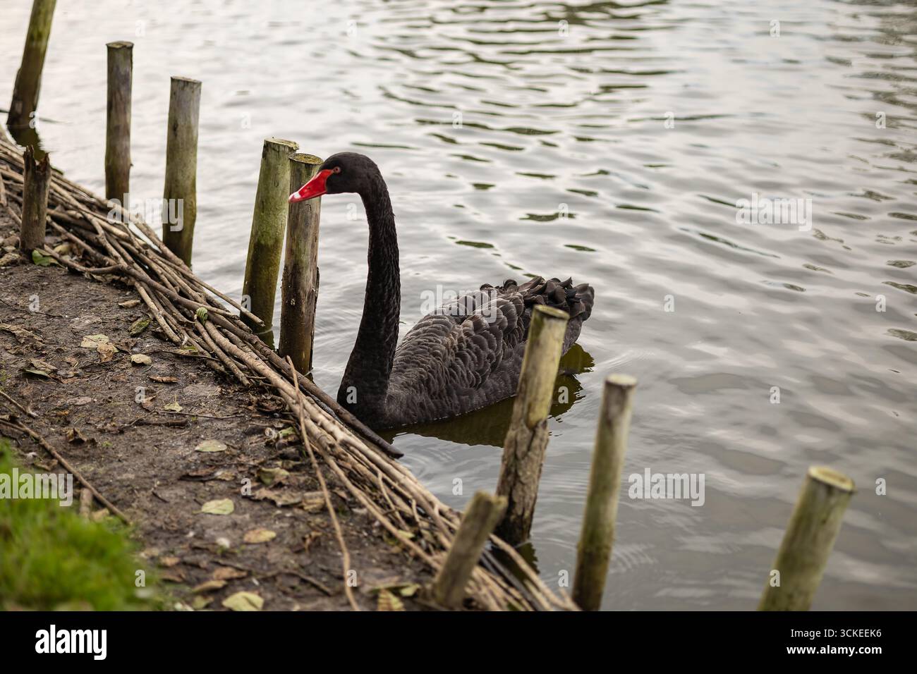 Raro cigno nero che nuota con grazia in acque calme vicino alla riva con sfondo naturale. Uccelli acquatici esotici e diversità ecologica Foto Stock