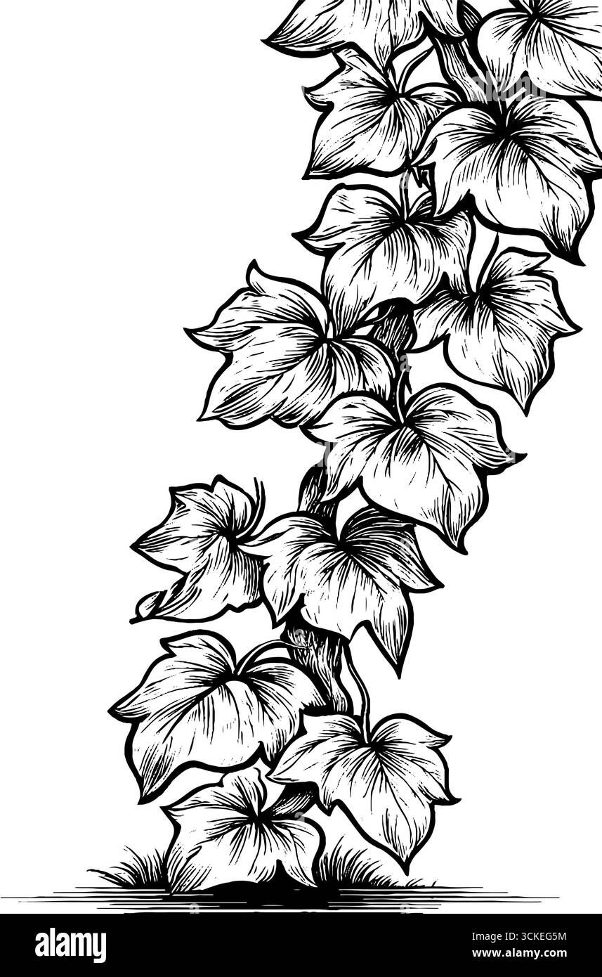 Illustrazione incisa di vite ivy con linee nere audaci per design e decorazione. Illustrazione Vettoriale
