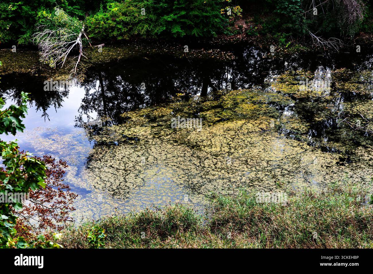 Primo piano strutturato di uno stagno boscoso dove le alghe verdi si mescolano con riflessi di alberi simili a specchi e un arto caduto sommerso. Astratto naturale Foto Stock