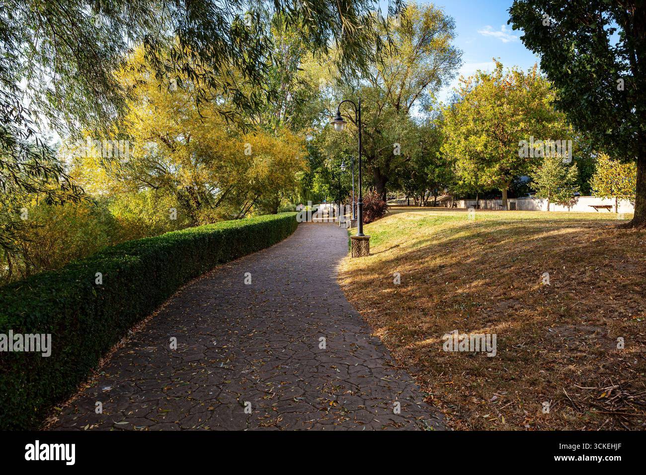 Il sentiero pavimentato curvo delimitato da una siepe tagliata conduce attraverso un parco cittadino di alberi dorati sotto la luce soffusa del sole. Tranquilla ambientazione urbana della natura Foto Stock