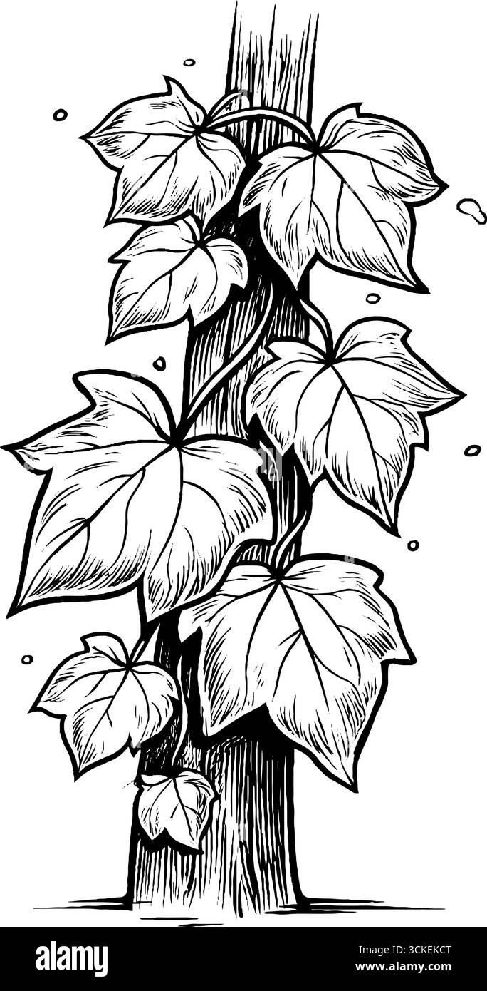 Illustrazione in vite edera incisa con linee nere audaci per un design decorativo. Illustrazione Vettoriale