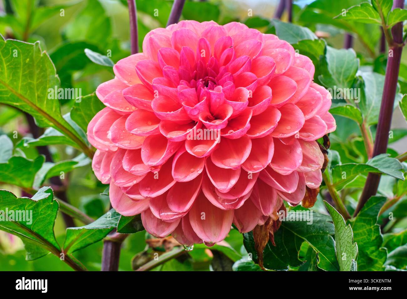 Dahlia ad Aberglasney Gardens, Llangathen, Llandeilo, Carmarthenshire Foto Stock