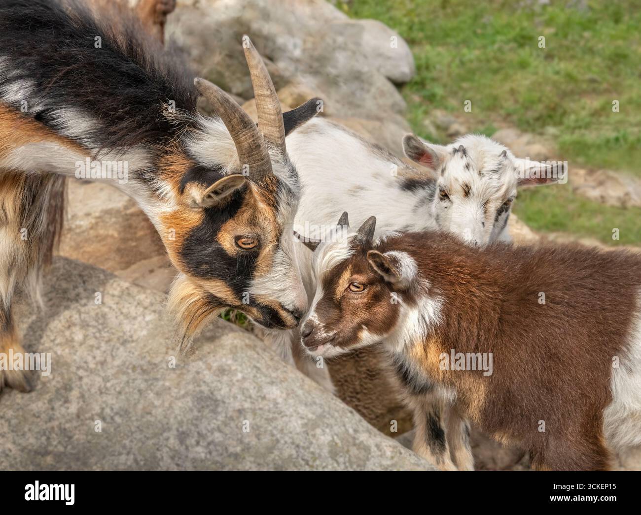 I bambini di capra nana nigeriana giocano con la tata nelle vicinanze in campo aperto con massi Foto Stock