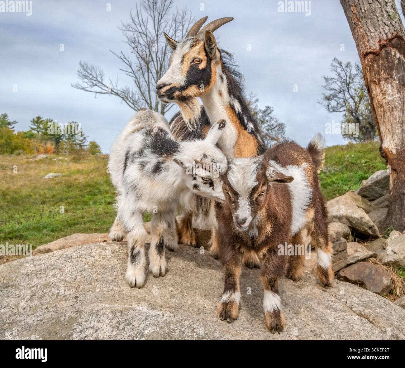 I bambini di capra nana nigeriana giocano con la tata nelle vicinanze in campo aperto con massi Foto Stock