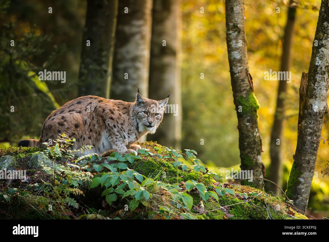 Lynx in un paesaggio roccioso autunnale pieno di foglie colorate in una foresta di faggi, da vicino Foto Stock