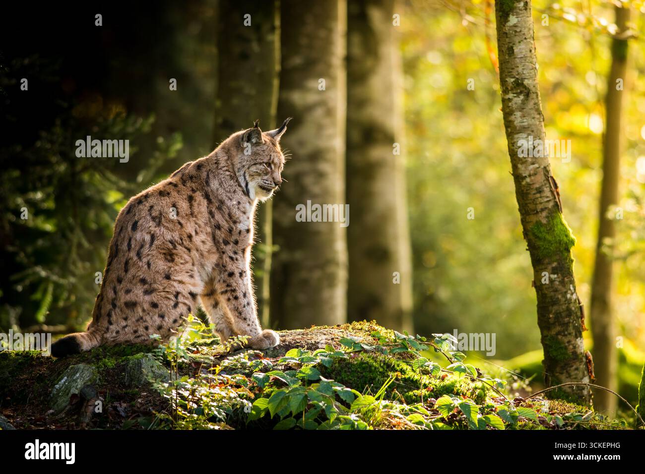 Lynx in un paesaggio roccioso autunnale pieno di foglie colorate in una foresta di faggi, da vicino Foto Stock