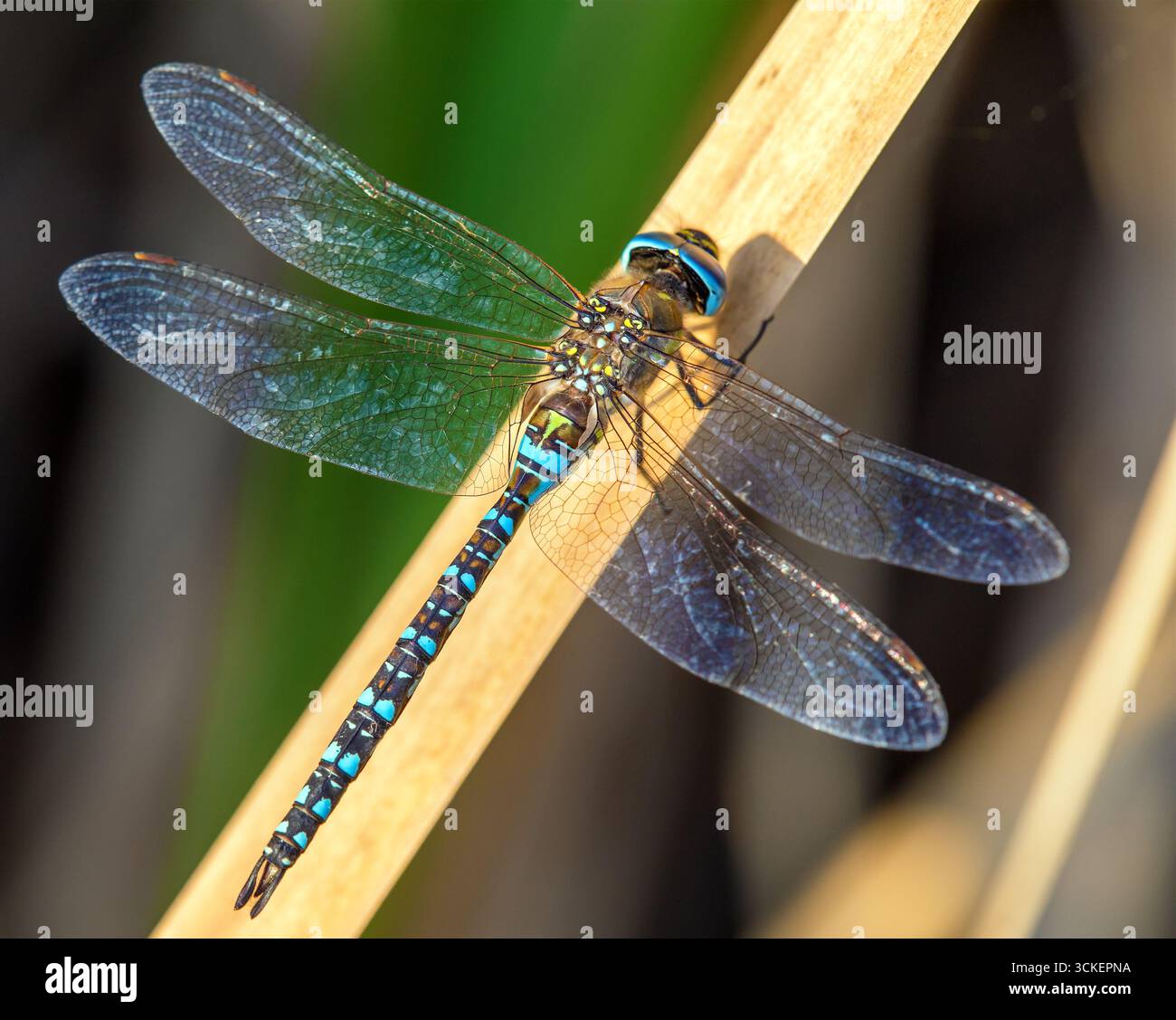 La libellula migrante dell'Aeshna mixta latina è una libellula di colore blu marrone e verde che vive nell'europa meridionale e centrale, insetto europeo Foto Stock