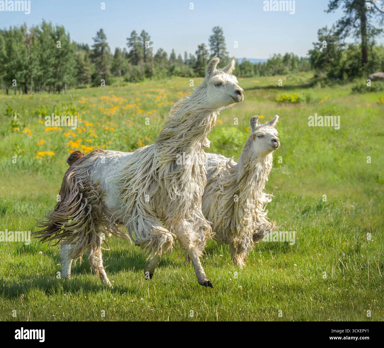 Coppia di lama che corrono su pascoli di erba alpina Foto Stock