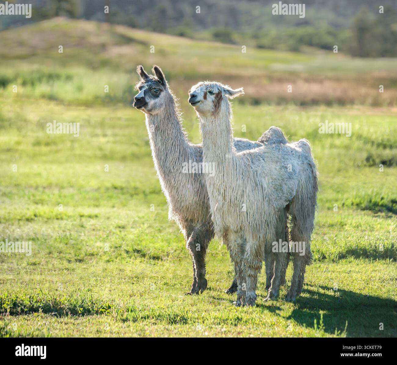 Un paio di Wolly Llamas adulti al pascolo verde Foto Stock