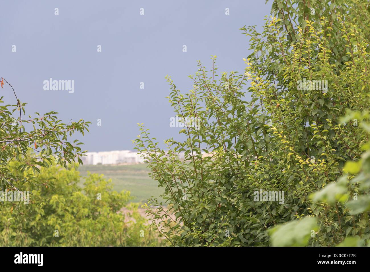 Alberi verdi e vegetazione in primo piano con moderni edifici cittadini sullo sfondo, contrasto tra natura e ambiente urbano Foto Stock