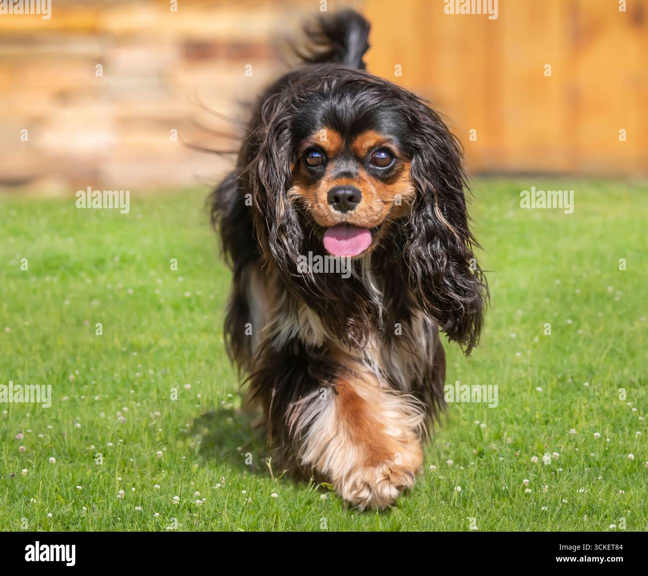 Cane Di Peluche Cavalier King Charles Spaniel 40 Cm ECO-FRIENDLY - Peluche ECOLOGICI - Foto 9