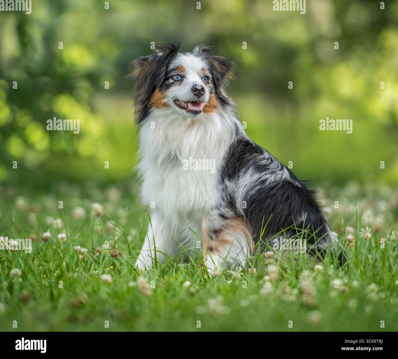 Giocattolo per adulti, il cane Shephard australiano siede nel campo di erba Foto Stock