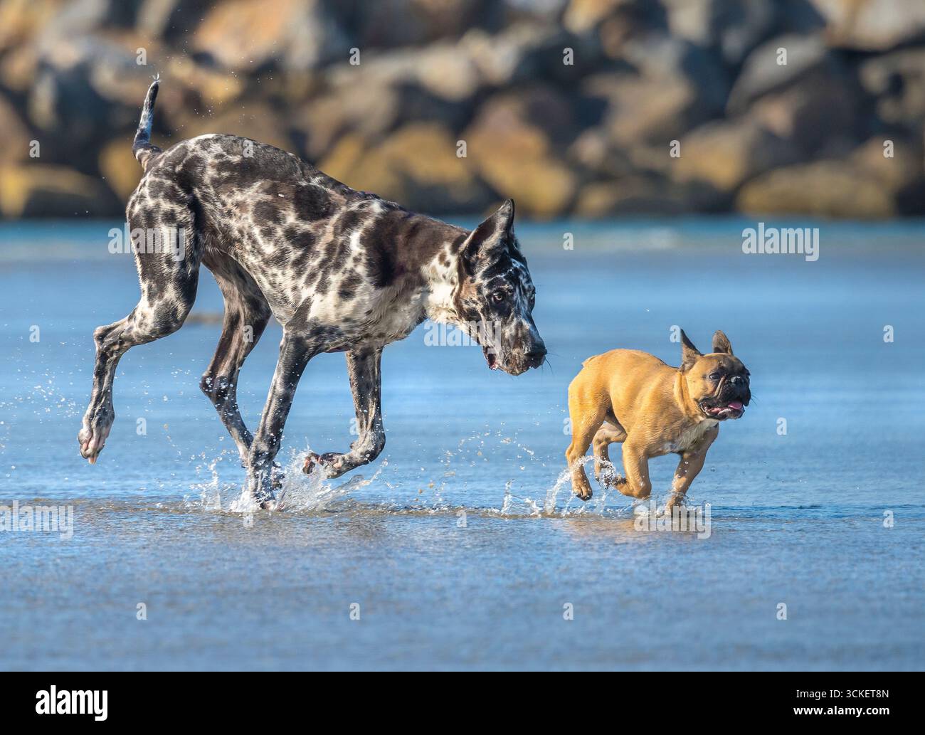 Harlequin Great Dane e French Bulldog corrono e giocano insieme sulla piscina di marea della spiaggia Foto Stock