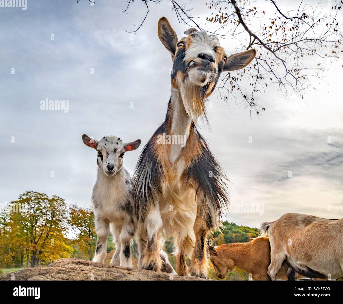 I bambini di capra nana nigeriana giocano con la tata nelle vicinanze in campo aperto con massi Foto Stock