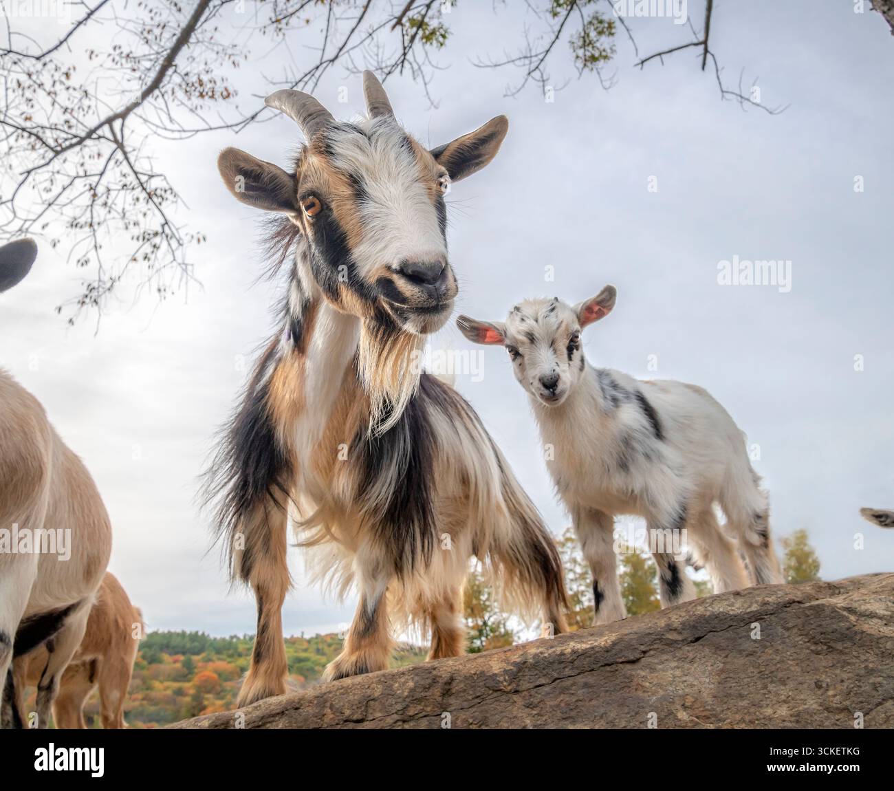 Bambinaia nana nigeriana adulta con bambino di animale in penna aperta con massi Foto Stock