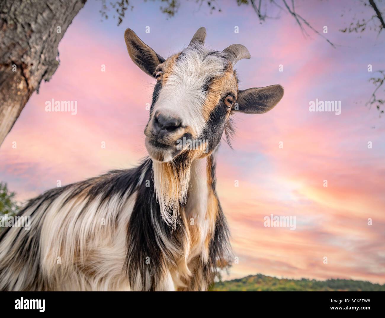 Curiosa capra nana nigeriana con un suggestivo cielo al tramonto Foto Stock