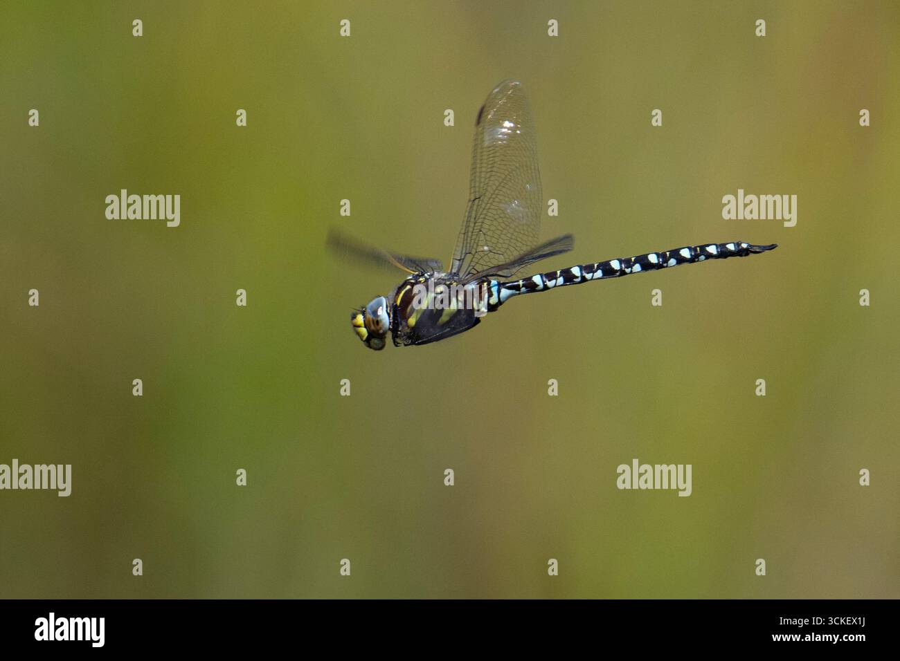 Hawker Dragonfly comune (Aeshna juncea) in volo nel Peak District Foto Stock