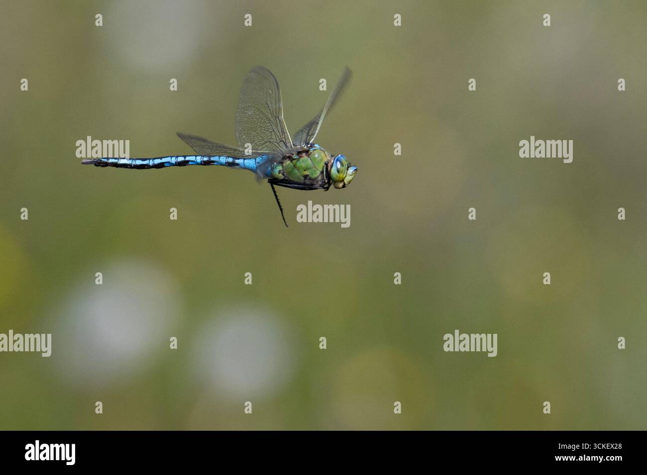 Maschio a forma di libellula imperatore (Anax imperator) in volo Foto Stock