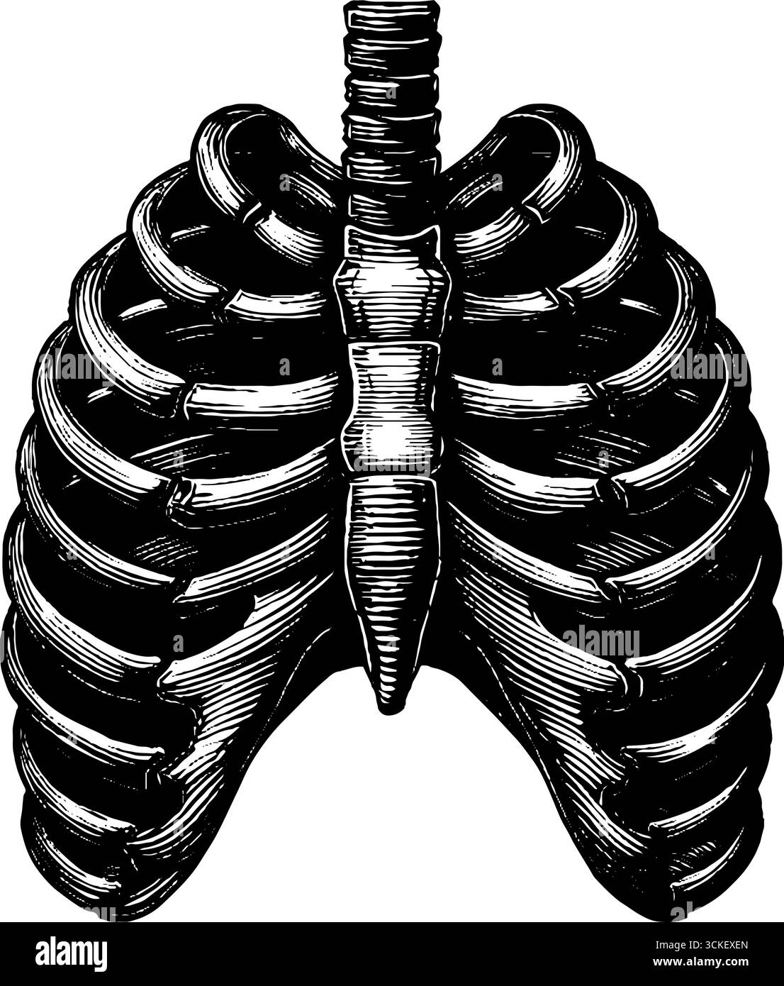 Illustrazione della gabbia toracica incisa vista frontale per la progettazione medica e lo studio dell'anatomia. Illustrazione Vettoriale