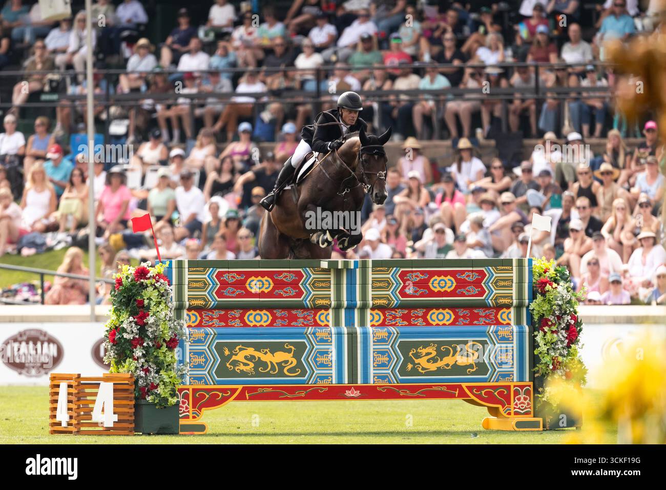 Willem Greve dei Paesi Bassi, in sella al Grandorado TN N.O.P. gareggia nel CPKC Grand Prix durante lo Spruce Meadows Masters a Calgary, Alberta, CA Foto Stock
