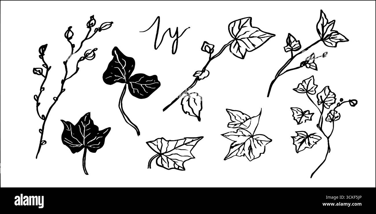 Collezione di schizzi di foglie di edera disegnate a mano in bianco e nero per disegni botanici. Illustrazione Vettoriale