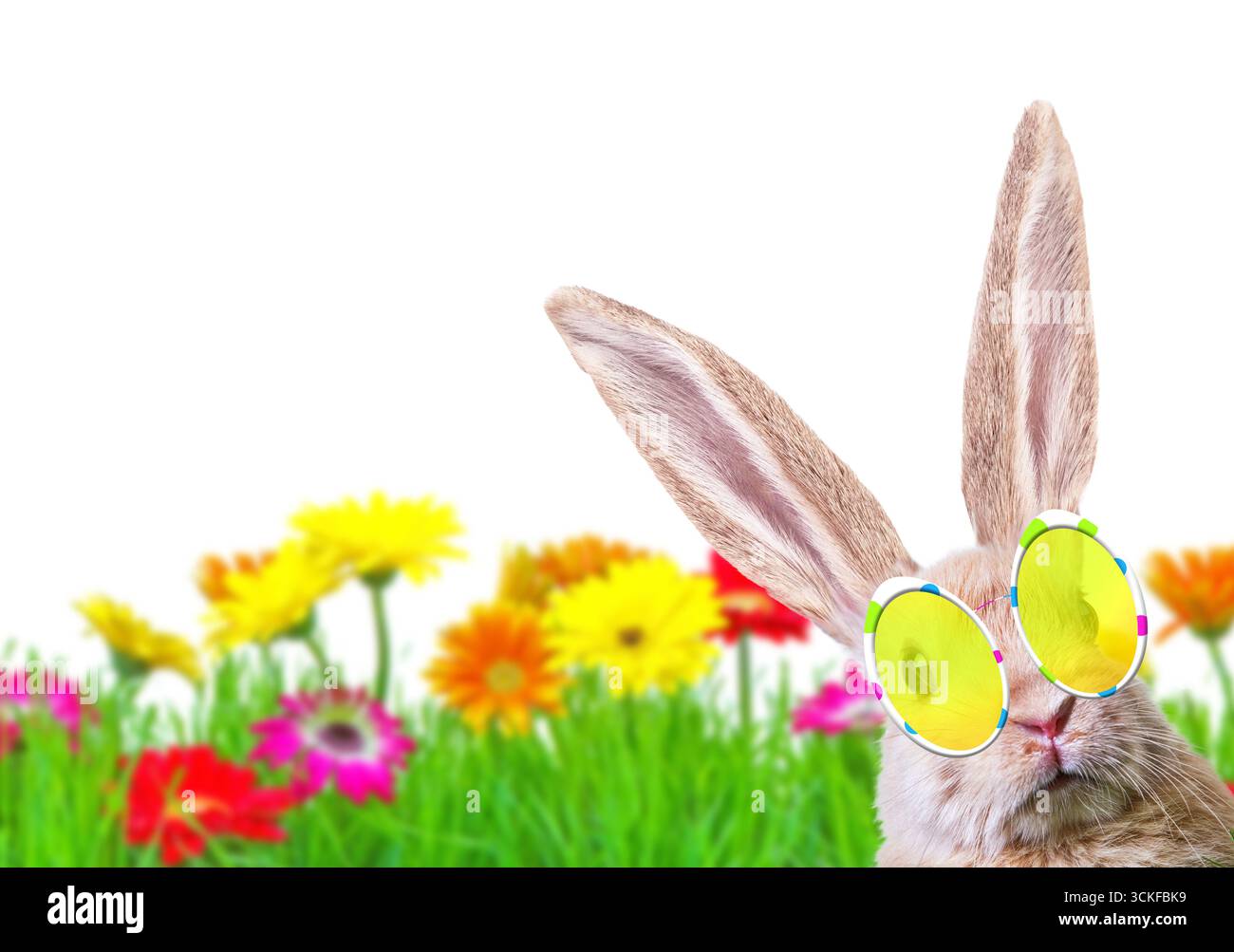 cool coniglietto pasquale con gli ovociti pasquali su un prato colorato, composto Foto Stock