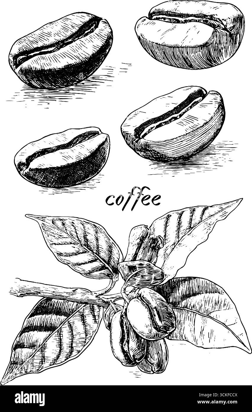 Schizzo dettagliato dei chicchi di caffè e pianta con foglie. Illustrazione Vettoriale