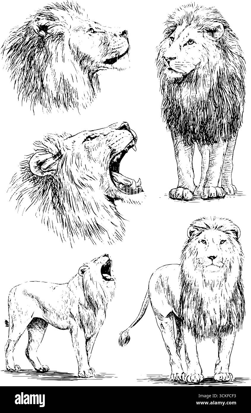 Schizzo dettagliato del leone bianco e nero: Pose ruggenti e fissanti. Illustrazione Vettoriale