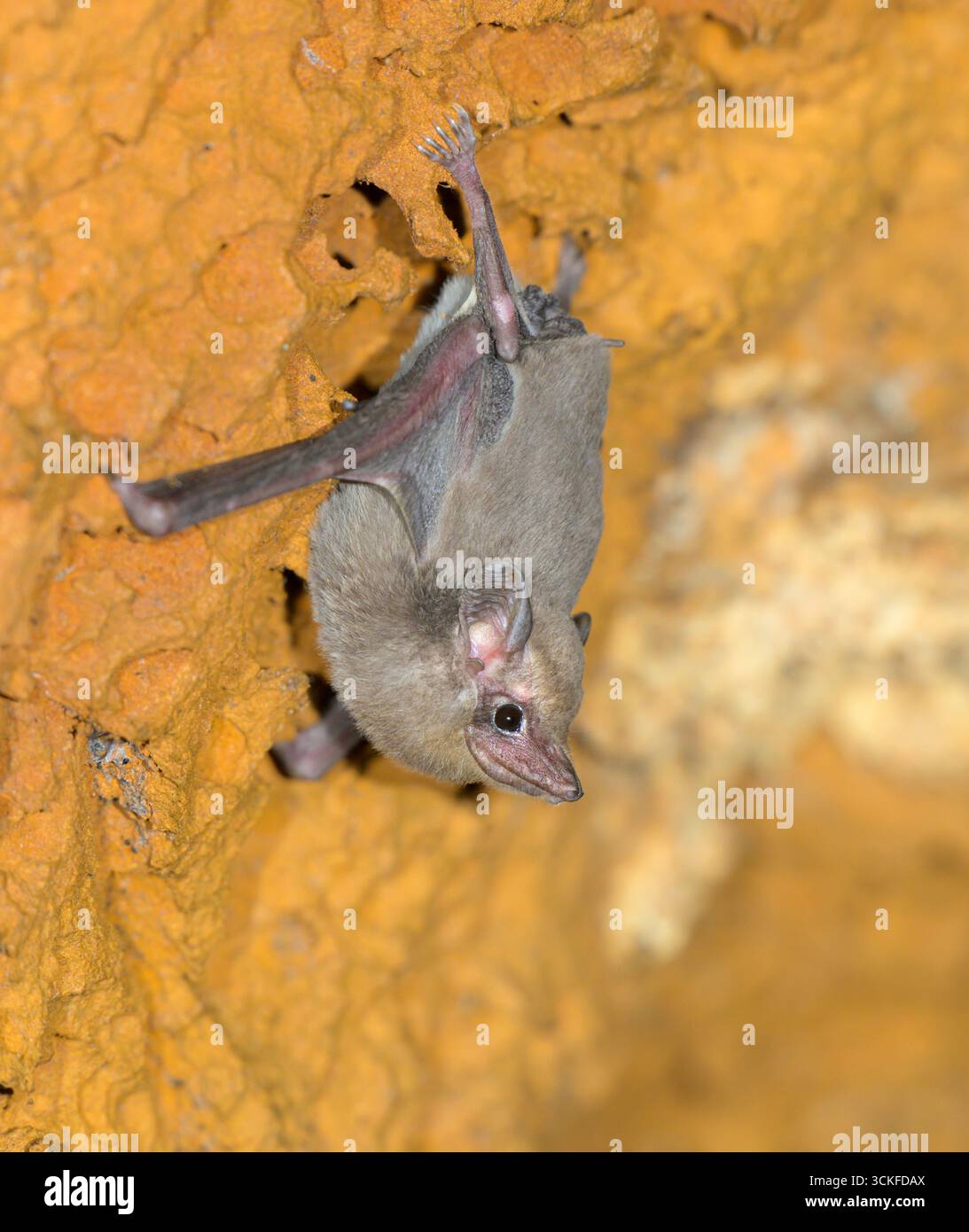 Pipistrello africano dalla coda di fossa (Coleura afra) appeso su una parete della grotta, contea di Kilifi, Kenya costiero. Foto Stock