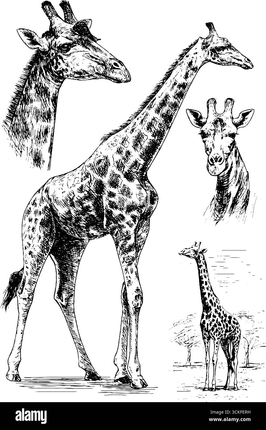Schizzi dettagliati di giraffe che mostrano posizioni e prospettive diverse. Illustrazione Vettoriale