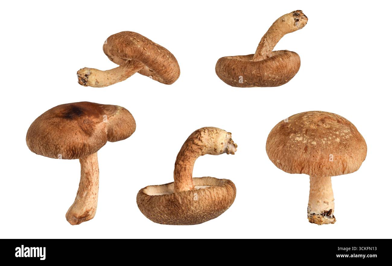 Un gruppo di cinque funghi shiitake con diverse angolazioni isolate su sfondo bianco Foto Stock
