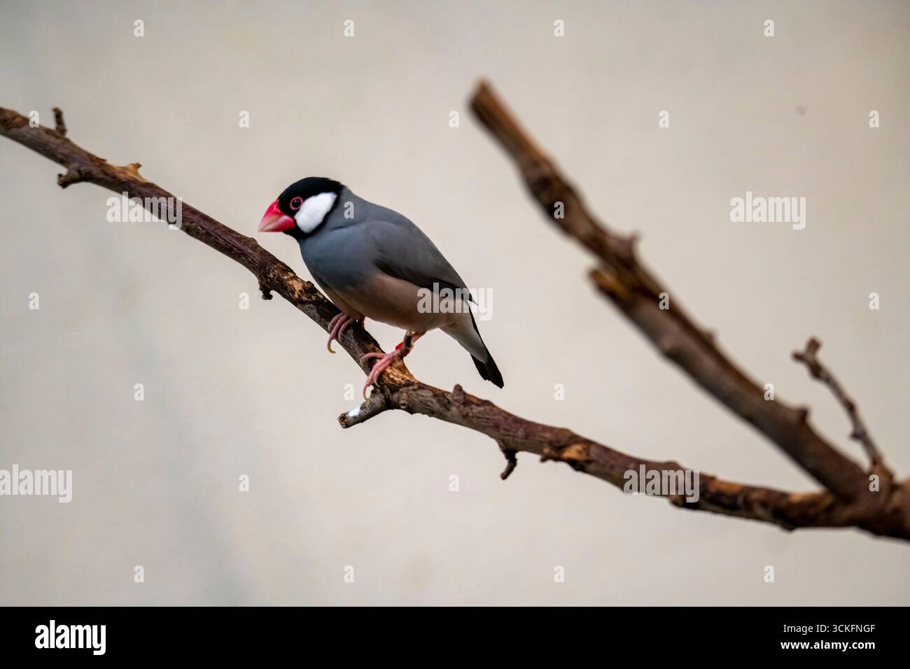 Il passero di Giava (Padda oryzivora), chiamato anche Java Finch, Java Rice Sparrow e Java Rice Bird, è un piccolo uccello passerino. Questo estrildo finch Foto Stock