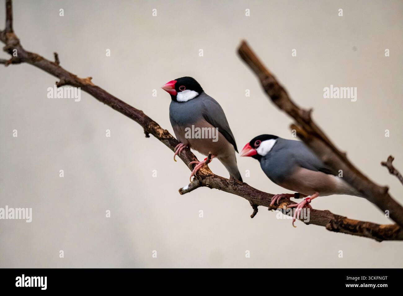 Il passero di Giava (Padda oryzivora), chiamato anche Java Finch, Java Rice Sparrow e Java Rice Bird, è un piccolo uccello passerino. Questo estrildo finch Foto Stock