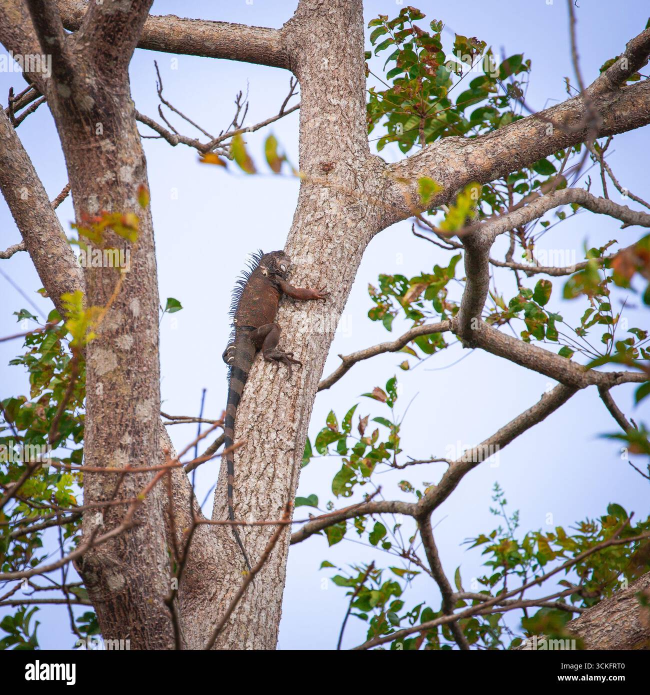 Iguana su un albero nella foresta pluviale nel centro di Panama Foto Stock