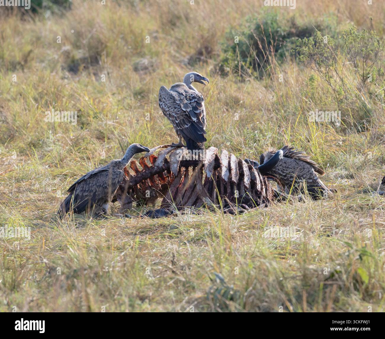 Gli avvoltoi di Rüppell (Gyps rueppelli) si nutrono di carcasse di Antelope, Maasai Mara, Kenya Foto Stock