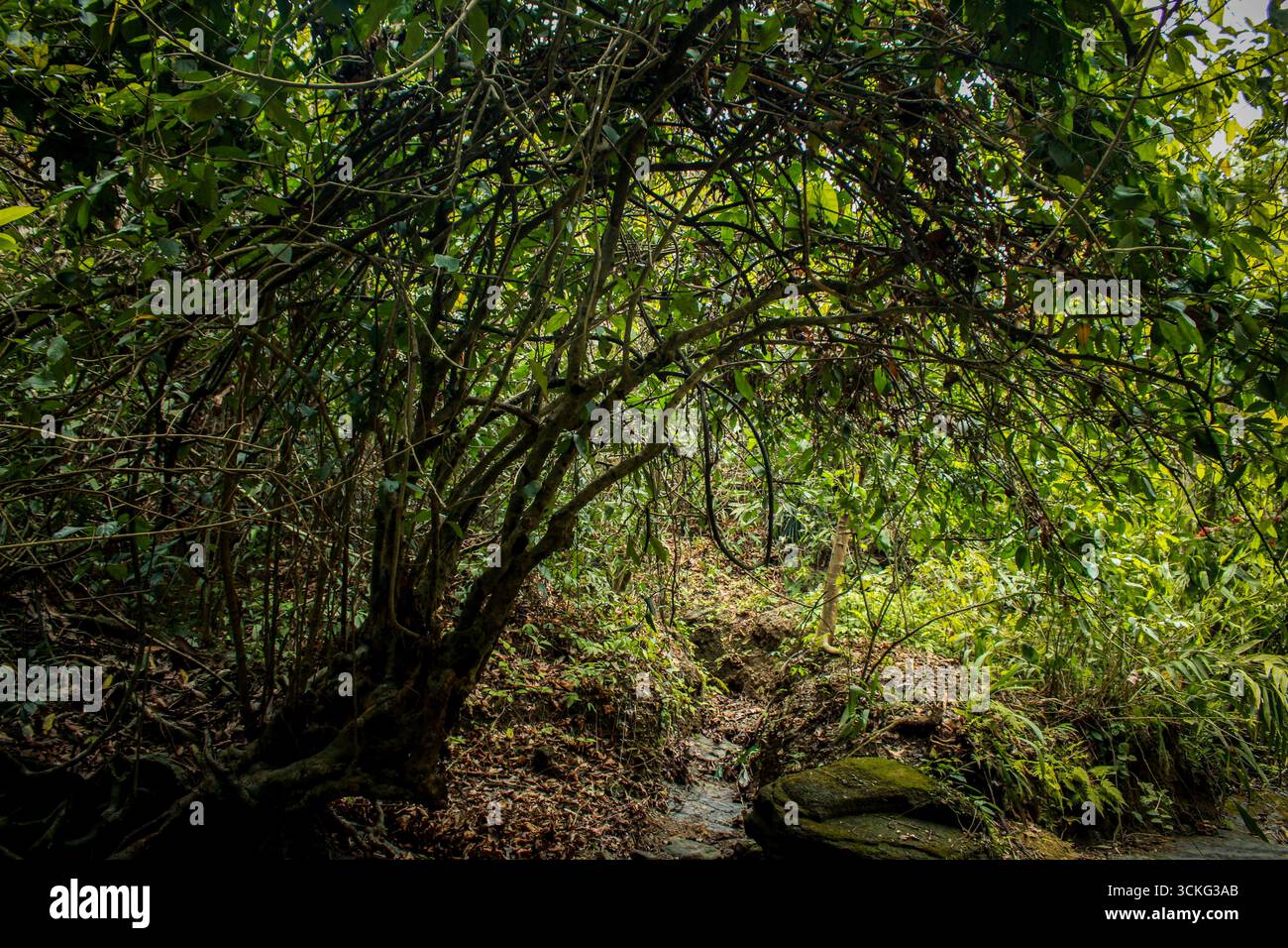 Una fitta foresta in cui i rami degli alberi si curvano formando un arco naturale, circondato da foglie verdi, rocce coperte di muschio e luce solare soffusa che filtra Foto Stock