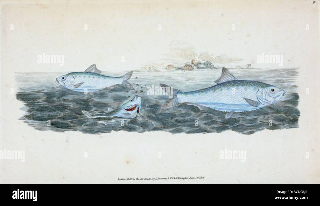 Illustrazione storica di Clupea alosa (giovane esca bianca), disegnata da Edward Donovan, 1808. Incisione pubblicata a Londra, raffigurante pesci in acqua con paesaggio costiero sullo sfondo. Foto Stock