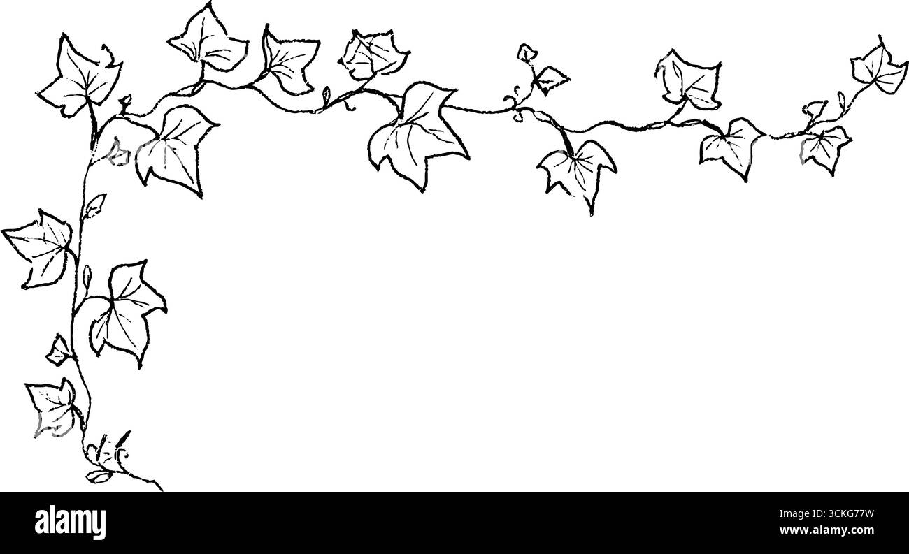 Design ad angolo ivy Vine disegnato a mano per progetti creativi o decorazioni. Illustrazione Vettoriale