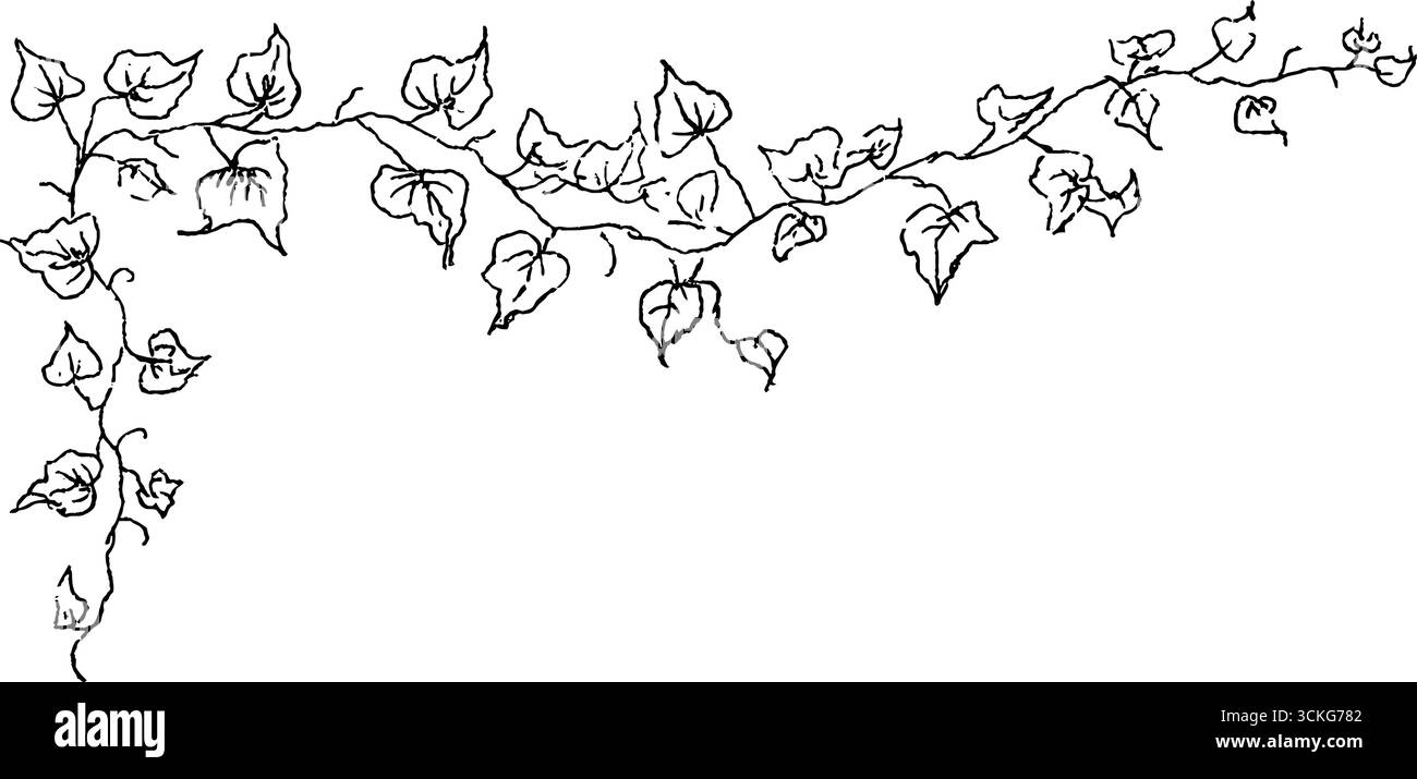 Design a doodle ad angolo con vite edera disegnata a mano per bordi decorativi. Illustrazione Vettoriale