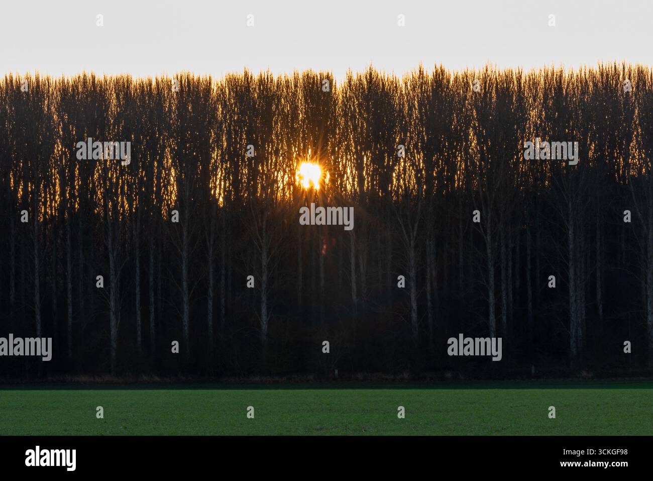 L'alba risplende attraverso una fitta linea di alberi ai margini del bosco Foto Stock