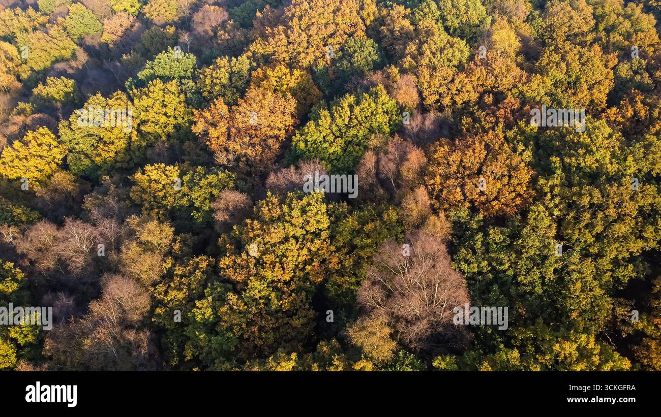 Vista aerea del baldacchino dei boschi autunnali con vivaci colori stagionali Foto Stock