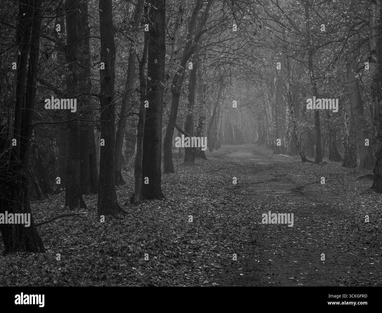 Sentiero boscoso in bianco e nero circondato da alti alberi Foto Stock