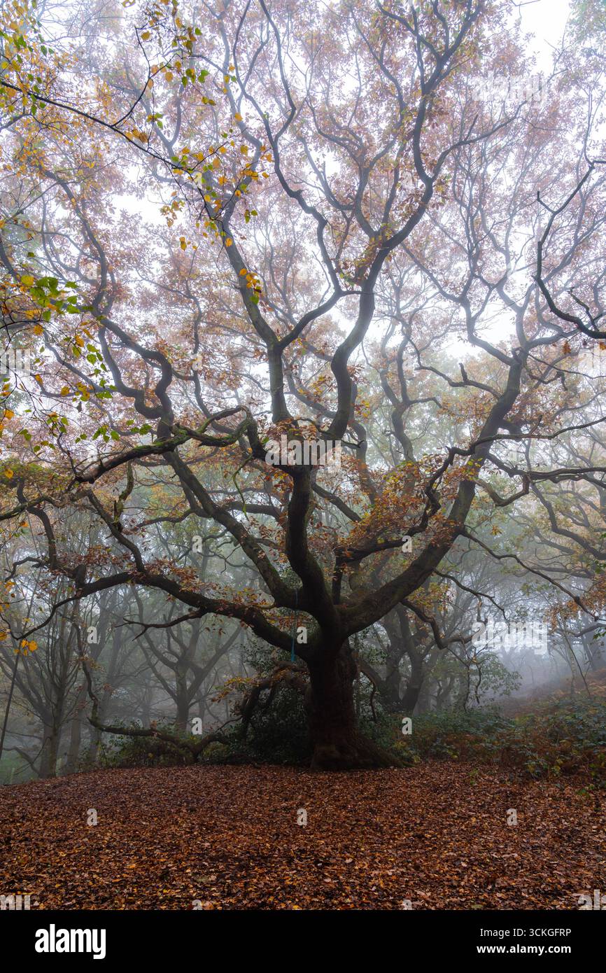 Grande albero contorto nel bosco nebbioso autunnale Foto Stock