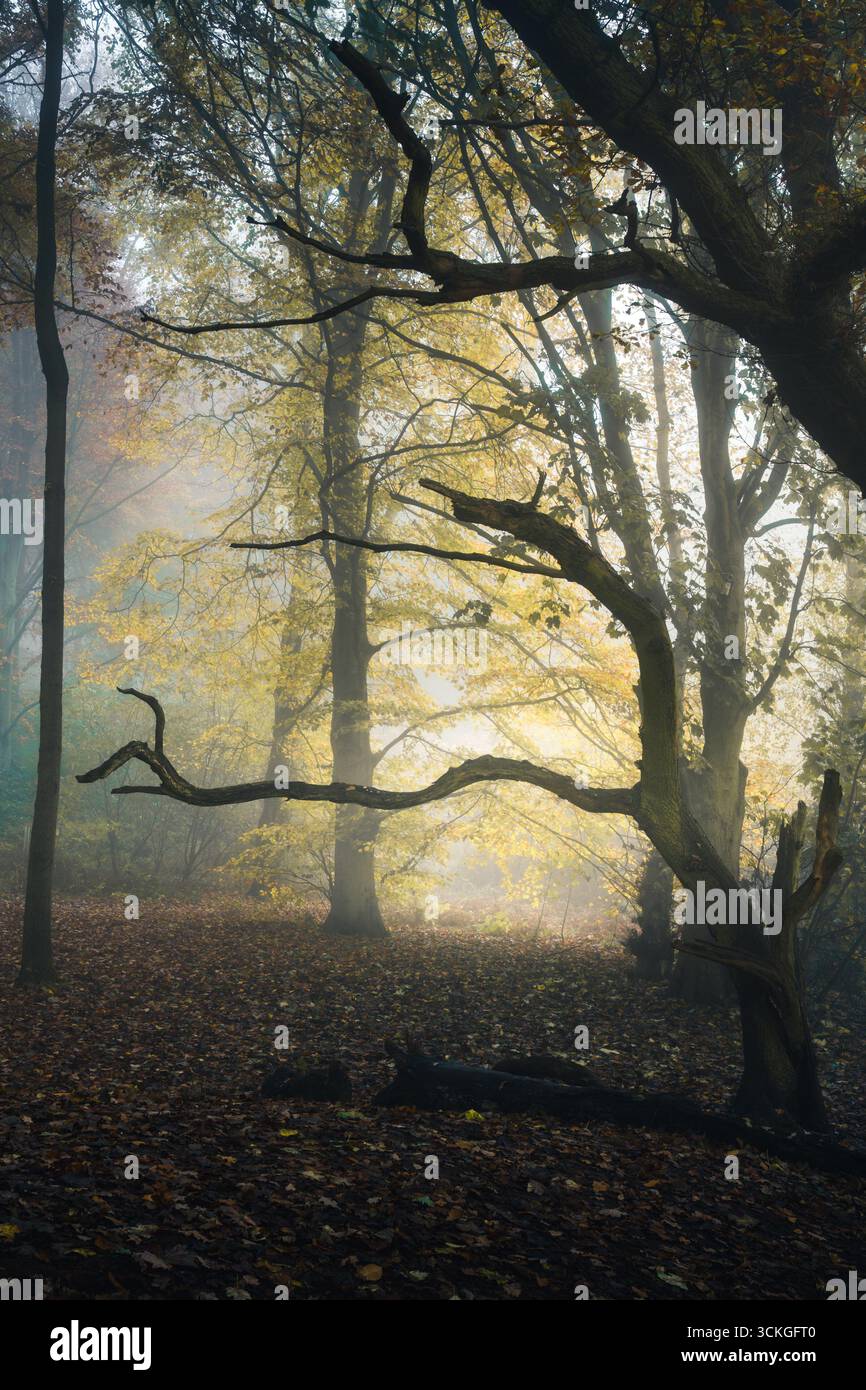 Bosco autunnale con ramo d'albero contorto e luce dorata nebbiosa Foto Stock